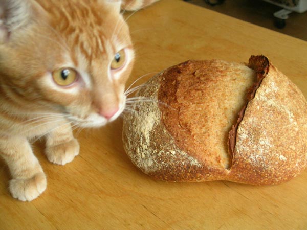 Pan de trigo, avena y Mack